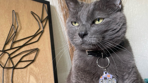 Illustration : "Offrez à votre chat une note de coquetterie et un supplément de sécurité avec une médaille originale et personnalisée"
